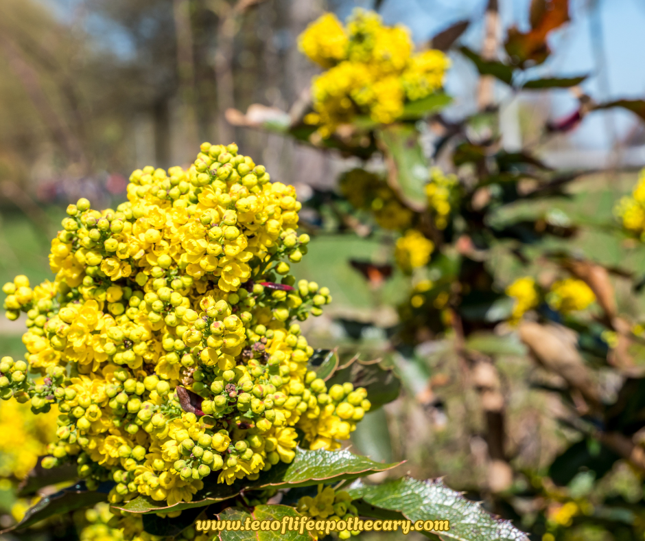 Berberine Tincture – Organic Blood Sugar